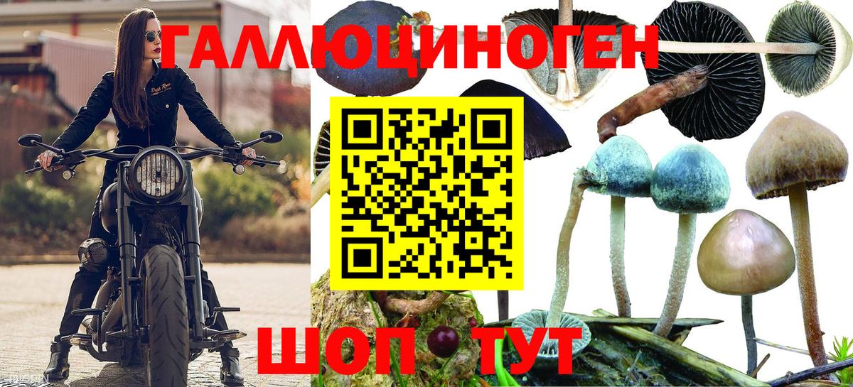 Нерюнгри  Псилоцибиновые грибы GOLDEN TEACHER  Псилоцибиновые грибы Psilocybe  Вход с VPN 